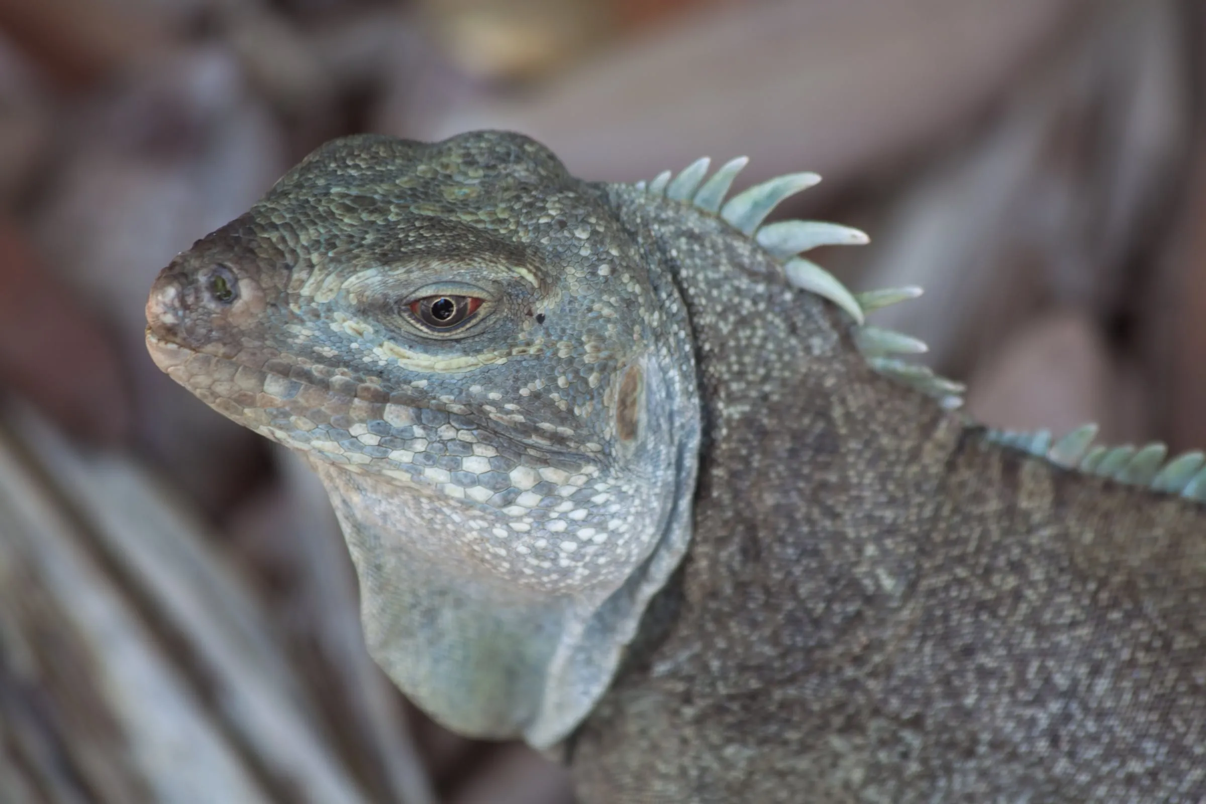 Close-up of a Turks and Caicos rock iguana on Little Water Cay